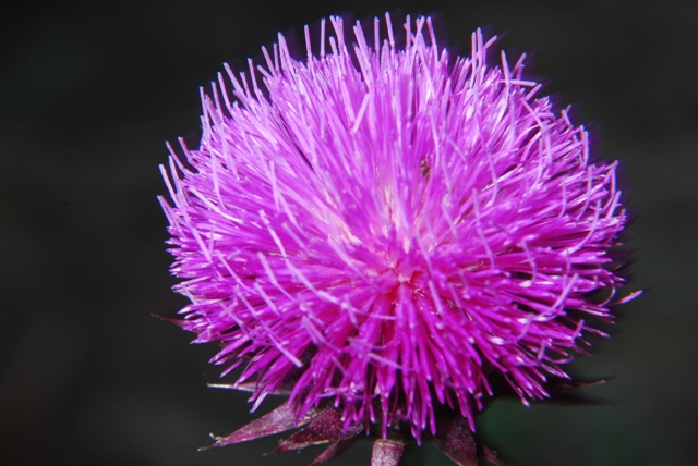 Carduus nutans